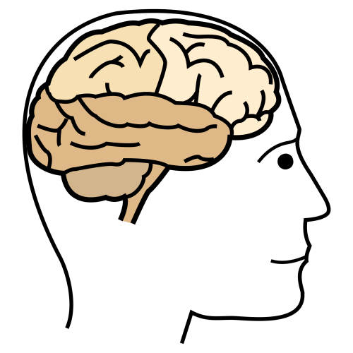 Fig.3.33. Cerebro. Sergio Palao. ARASAAC. Licencia CC BY-NC-SA